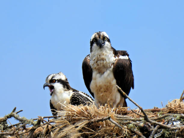 Osprey in the Nest