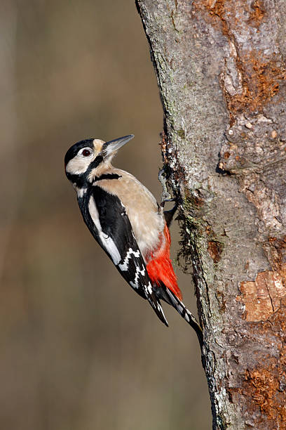 istock Great spotted woodpecker, Dendrocopos major 183603905