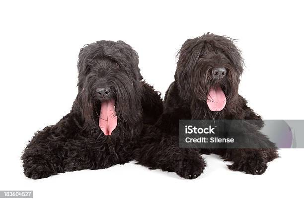 Ruso Terrier Negro Foto de stock y más banco de imágenes de Acostado - Acostado, Amistad, Animal doméstico