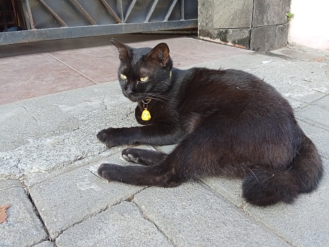 Bombay black cat lying on the road