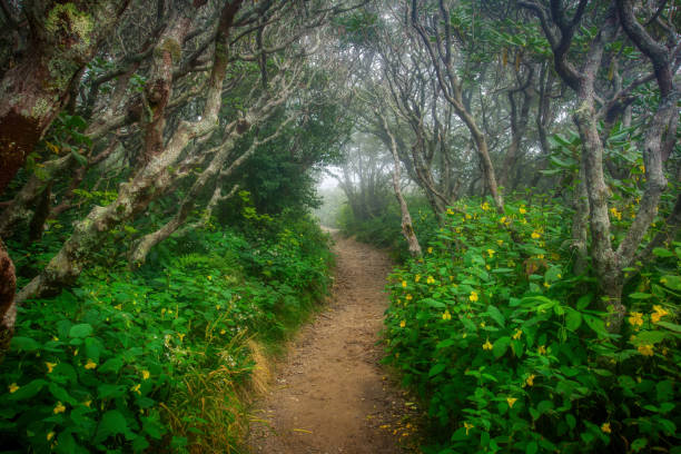 Hobbit Trail Gnarly Tree Trail stock photo