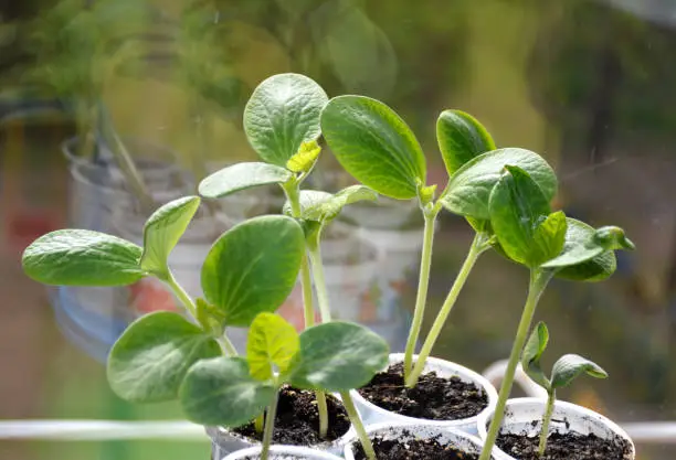 Photo of watermelon, cucumber, melon or pumpkin seedlings grow in small disposable cups