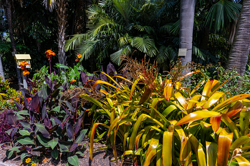 Botanic garden alley, walkway. Sydney Royal Botanic Gardens alley with tree and orange flowers