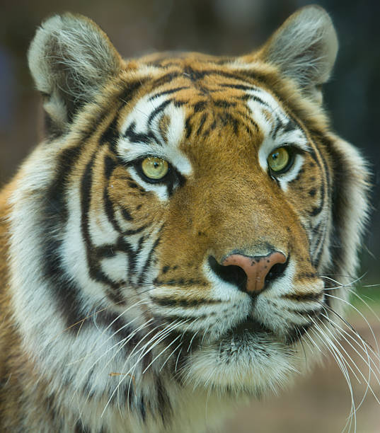 istock The Big Bengal Tiger portrait 183608088