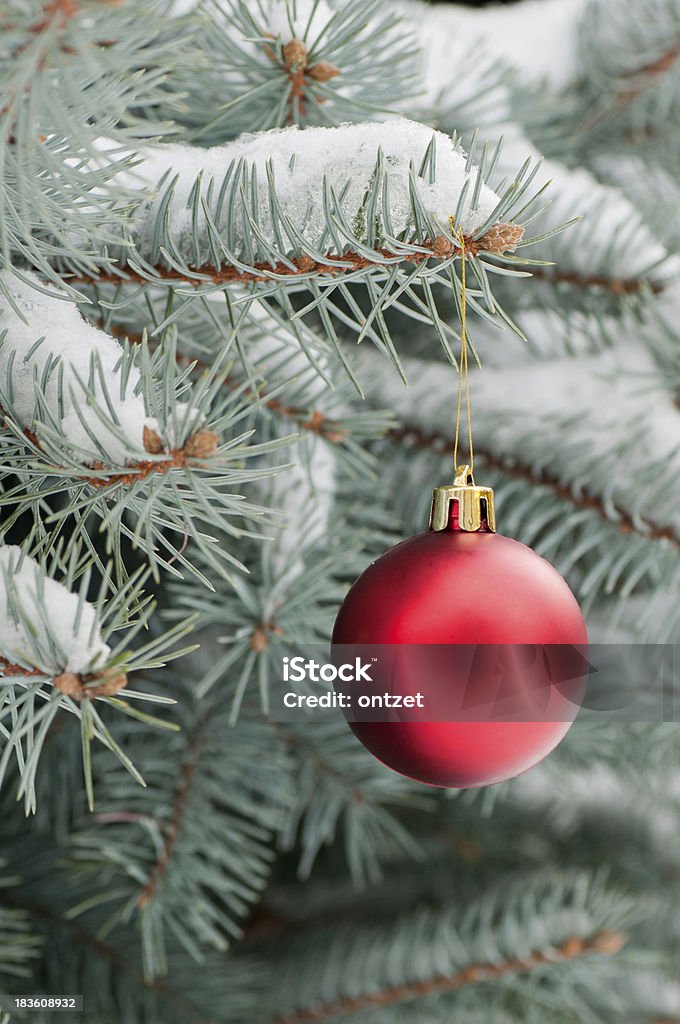 Snowy fir tree branch with Christmas decoration Snowy fir tree branch with red Christmas ball. Shooted on the nature Beauty Stock Photo
