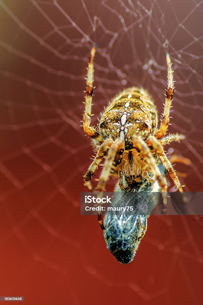 Escalofriante araña - Foto de stock de Agarrar libre de derechos