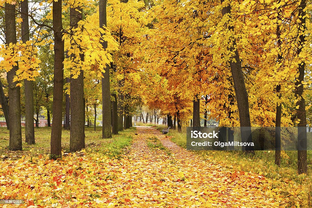 Autunno parco - Foto stock royalty-free di Acero