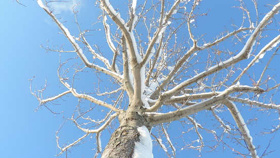 Winter day in Quebec