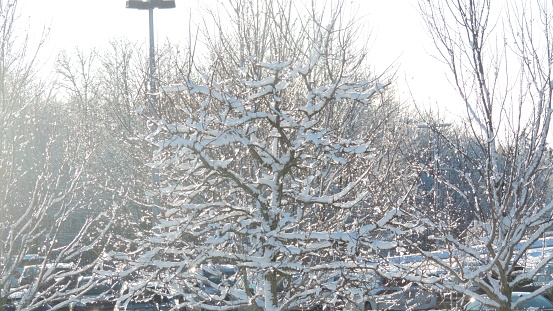 Winter day in Quebec