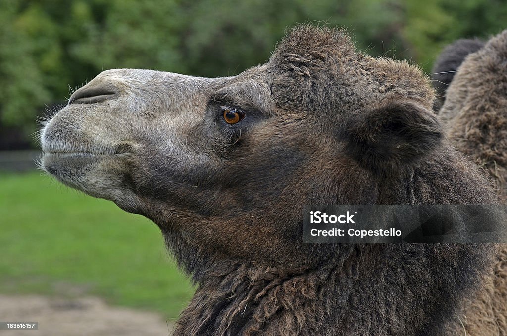 Mongolo cammello - Foto stock royalty-free di Animale