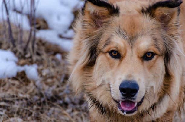 istock Portrait of a dog 1836163092