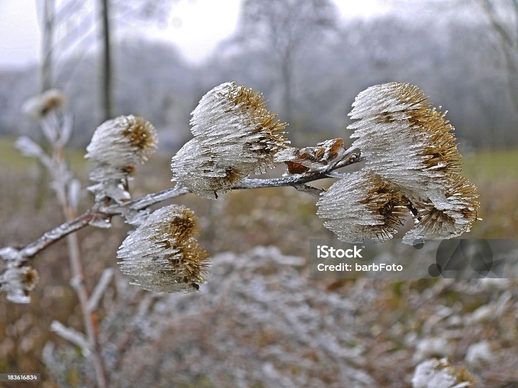 Invierno clima - Foto de stock de Bardana libre de derechos