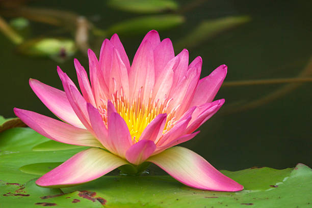 pink lotus stock photo