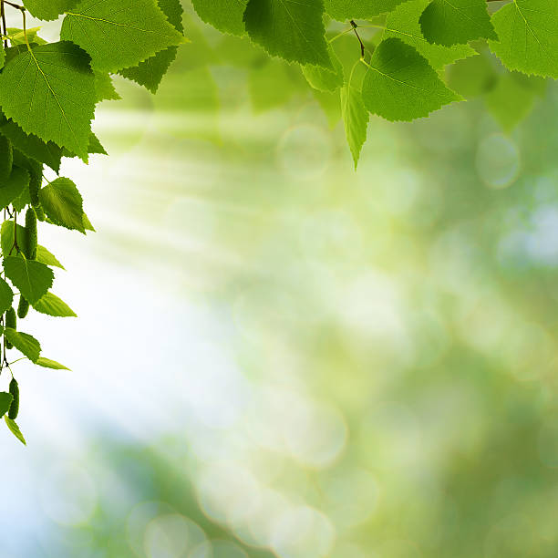 istock Natural freshness. Abstract environmental backgrounds for your d 183617866