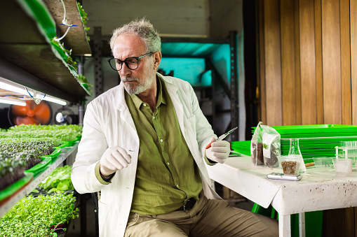 Senior scientist works in a microgreens laboratory