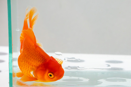 Oranda goldfish in aquarium fish tank close up