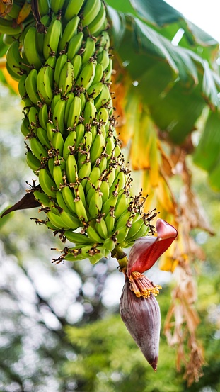 Organic banana tree with bunch of growing green bananas, plantation rain forest background.
