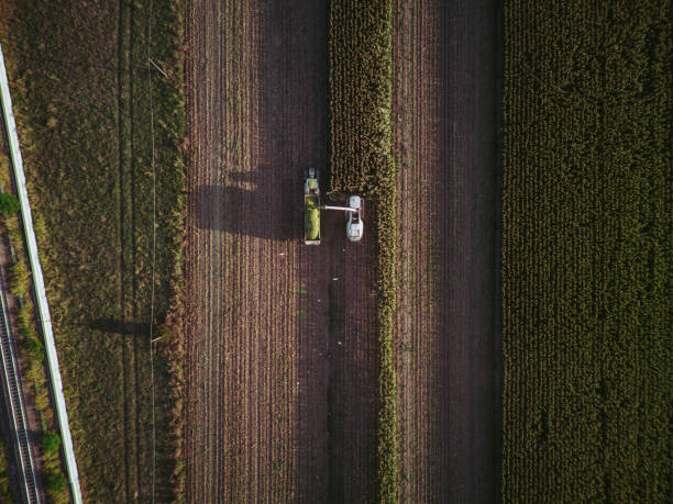 istock aerial view corn harvester chop green silage for cattle blown to wagon pulled by tractor in field 1836188175