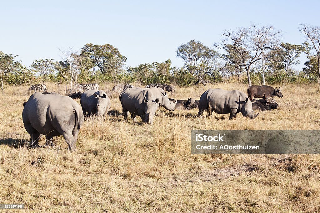 Rhino Herde auf Gras-Ebene - Lizenzfrei Bedrohte Tierart Stock-Foto