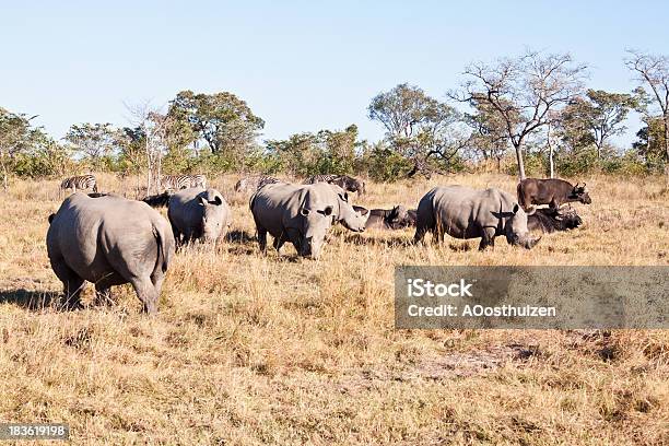 Rhino Herde Auf Grasebene Stockfoto und mehr Bilder von Bedrohte Tierart - Bedrohte Tierart, Breitmaulnashorn, Fotografie