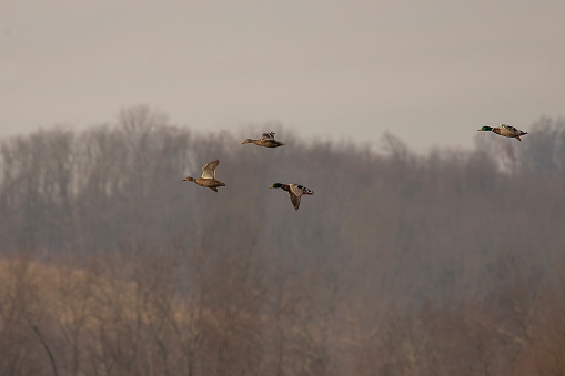 Mallard Ducks fly over the marsh on a foggy morning