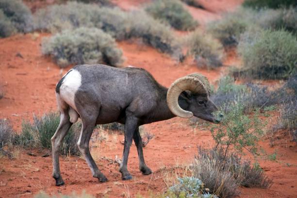 desert bighorn sheep - bighorn sheep sheep desert mojave desert imagens e fotografias de stock