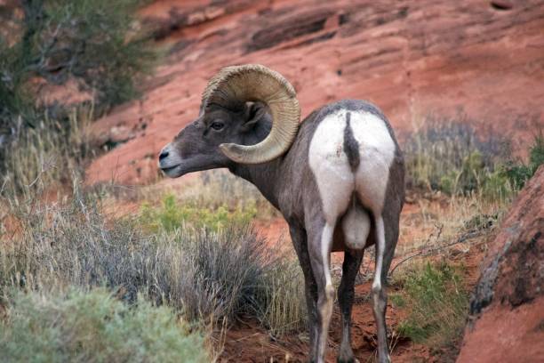 désert de mouflon - bighorn sheep sheep desert mojave desert photos et images de collection
