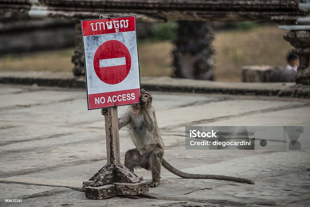 Monkey playing, having fun with no access sign, Ankor Wat Joy full monkey having  a laugh at Angkor Wat Temple in Cambodia. Adventure Stock Photo