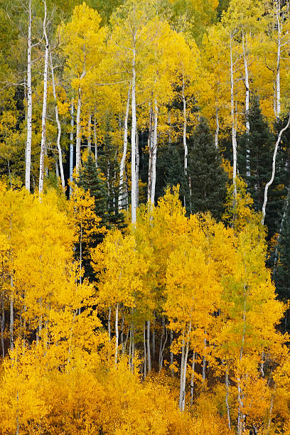 istock Aspen trees with fall color, San Juan National Forest, Colorado 183620401