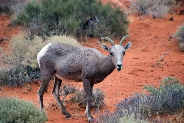 Photo of Desert Bighorn Sheep