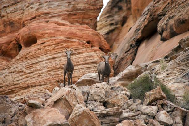 desert bighorn sheep - bighorn sheep sheep desert mojave desert imagens e fotografias de stock