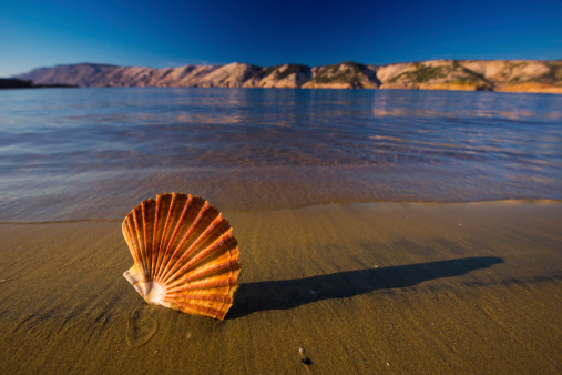 Exotic shell on the beach and calm surf behind