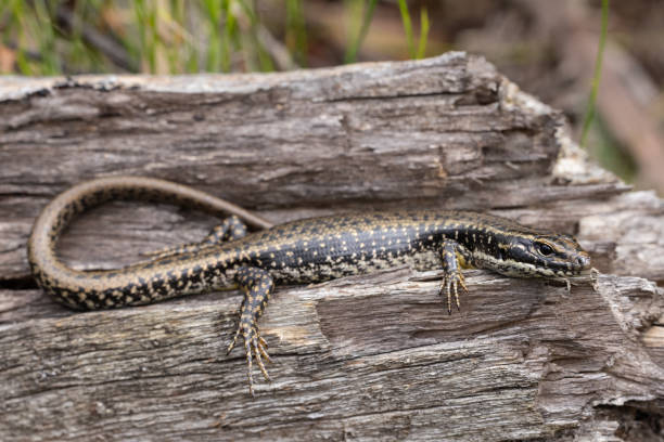 istock Yellow-bellied Water Skink 1836217134