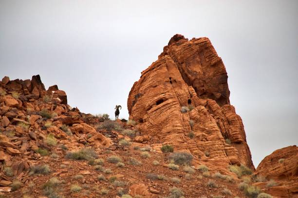 istock Desert Bighorn Sheep 1836223853