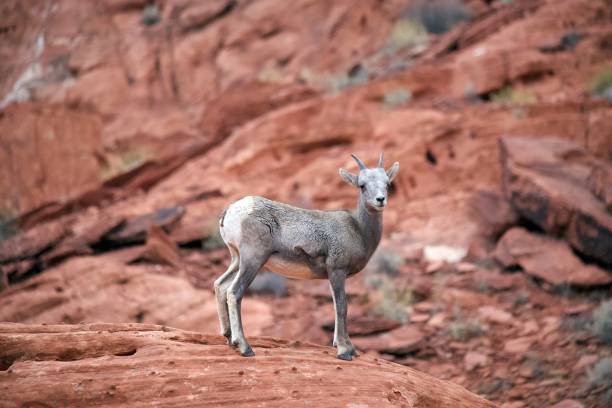 desert bighorn sheep - bighorn sheep sheep desert mojave desert imagens e fotografias de stock