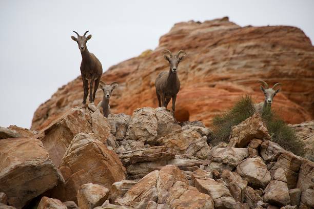 désert de mouflon - bighorn sheep sheep desert mojave desert photos et images de collection