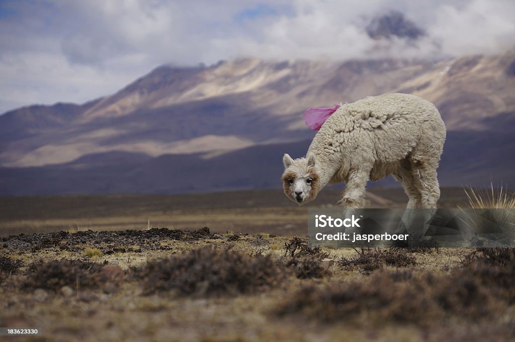 Alpaca no Planalto Andino - Foto de stock de Alpaca royalty-free