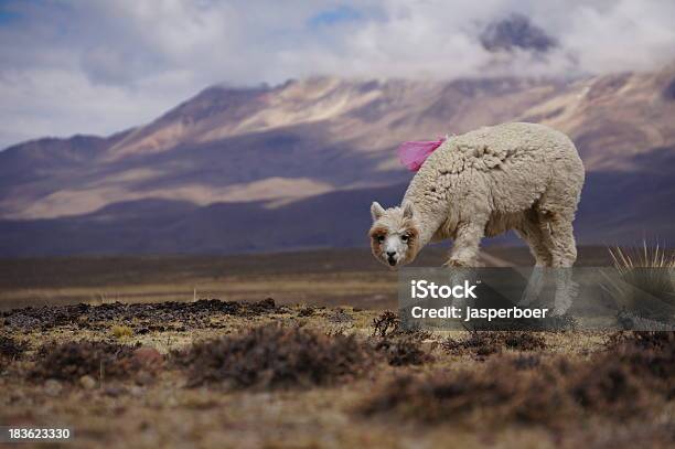 Alpaca Nos Andes - Fotografias de stock e mais imagens de Alpaca - Alpaca, América do Sul, Animal Doméstico