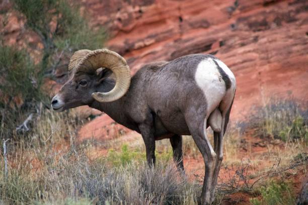 desert bighorn sheep - bighorn sheep sheep desert mojave desert imagens e fotografias de stock