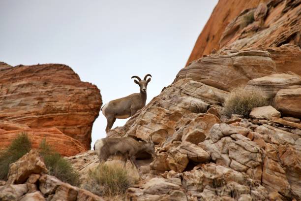 desert bighorn sheep - bighorn sheep sheep desert mojave desert imagens e fotografias de stock