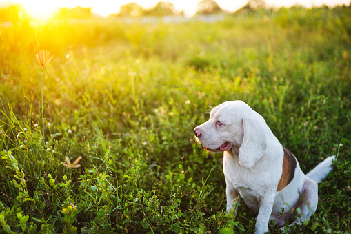 A cute white fur beagle dog sitting on the green grass cover by sunlight in the evening, shooting with a shallow depth of field.