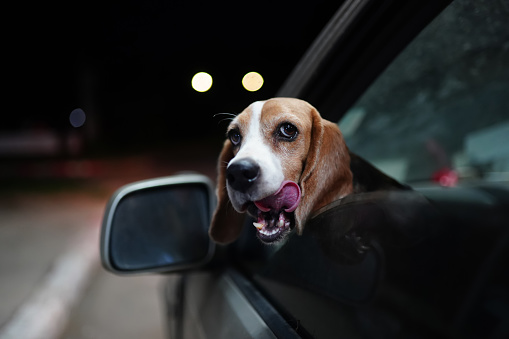 A cute beagle dog is pop its head out of car window, when traveling at a night, focus on eye,shooting with a shallow depth of field.