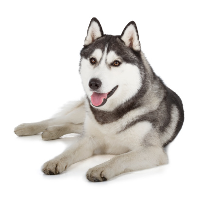 Siberian Husky isolated on white background