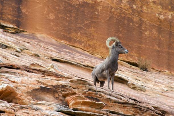 desert bighorn sheep - bighorn sheep sheep desert mojave desert imagens e fotografias de stock