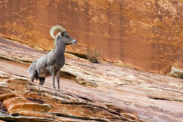 desert dickhornschaf - bighorn sheep sheep desert mojave desert stock-fotos und bilder