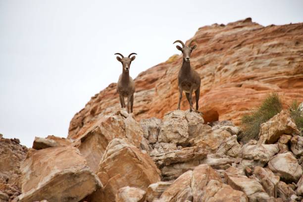 desert dickhornschaf - bighorn sheep sheep desert mojave desert stock-fotos und bilder