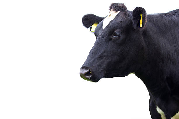 istock Cow in front of a white background,Isolated 183626089