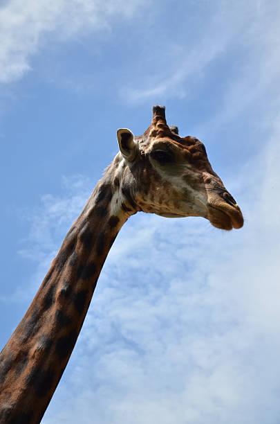 istock Giraffe close-up high with blue sky 183628774