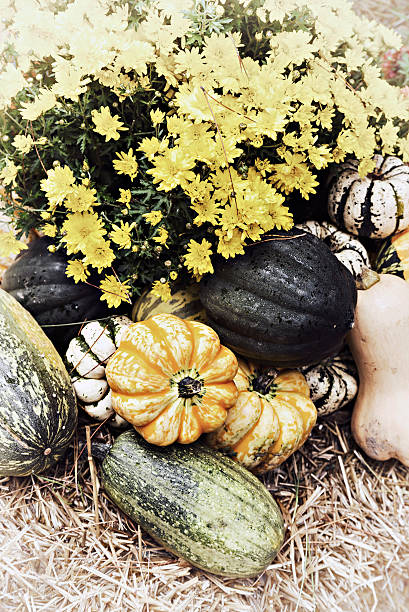 Autumn decor.  Pumpkins, squash, gourds, chrysanthemums, and hay arranged in a fall outdoor display. Bleached nostalgic processing.