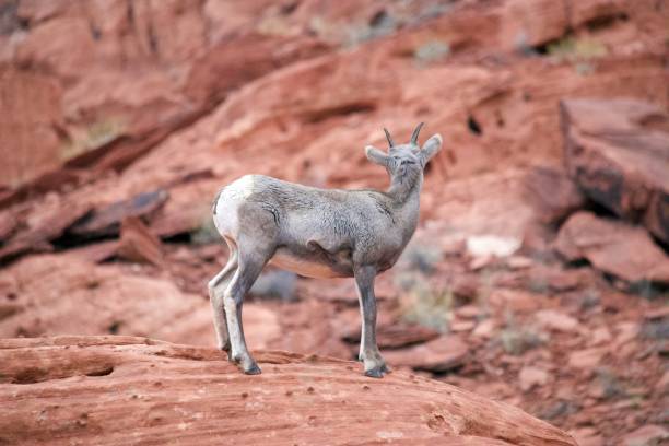 desert bighorn sheep - bighorn sheep sheep desert mojave desert imagens e fotografias de stock